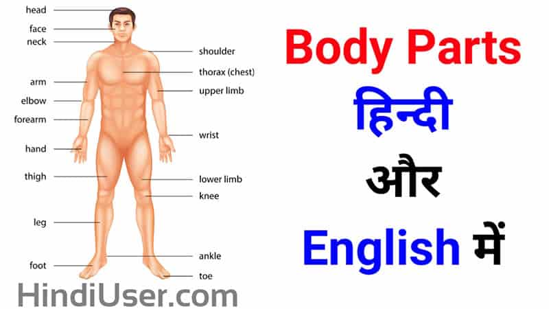 Parts of Body Name in Hindi And English