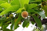 kadamba fruit