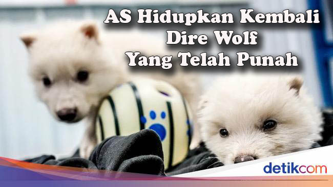 Hewan Purba Dire Wolf